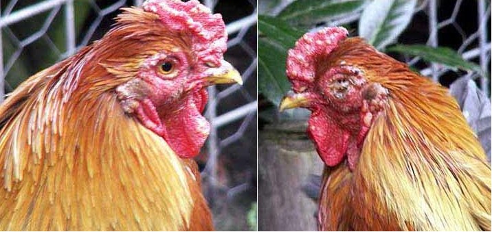 Bệnh Đậu Gà Là Gì? Nguyên Nhân, Triệu Chứng Và Cách Phòng Trị Hiệu Quả