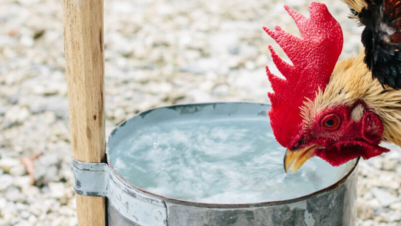 Hướng dẫn cách chữa gà không chịu ăn hiệu quả