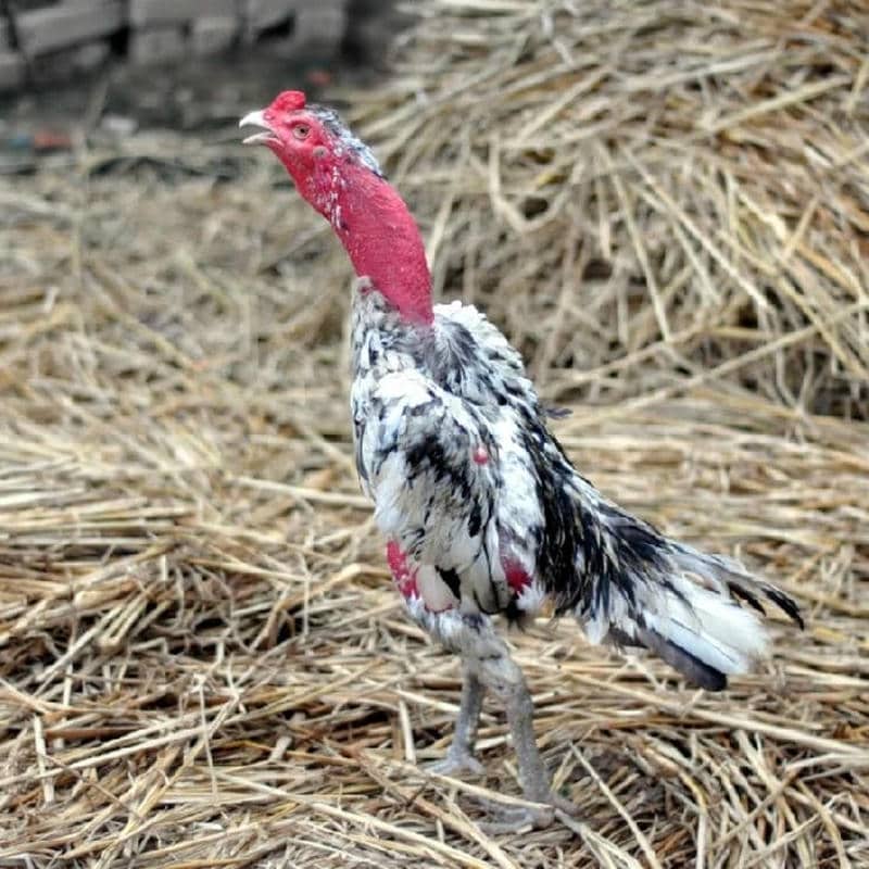 Cách điều trị gà đá bị gãy chân