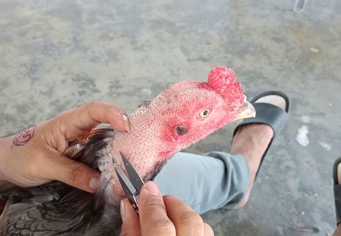 Hướng Dẫn Cách Tỉa Lông Gà Chọi Chuẩn Kỹ Thuật Giúp Gà Mạnh Mẽ Hơn