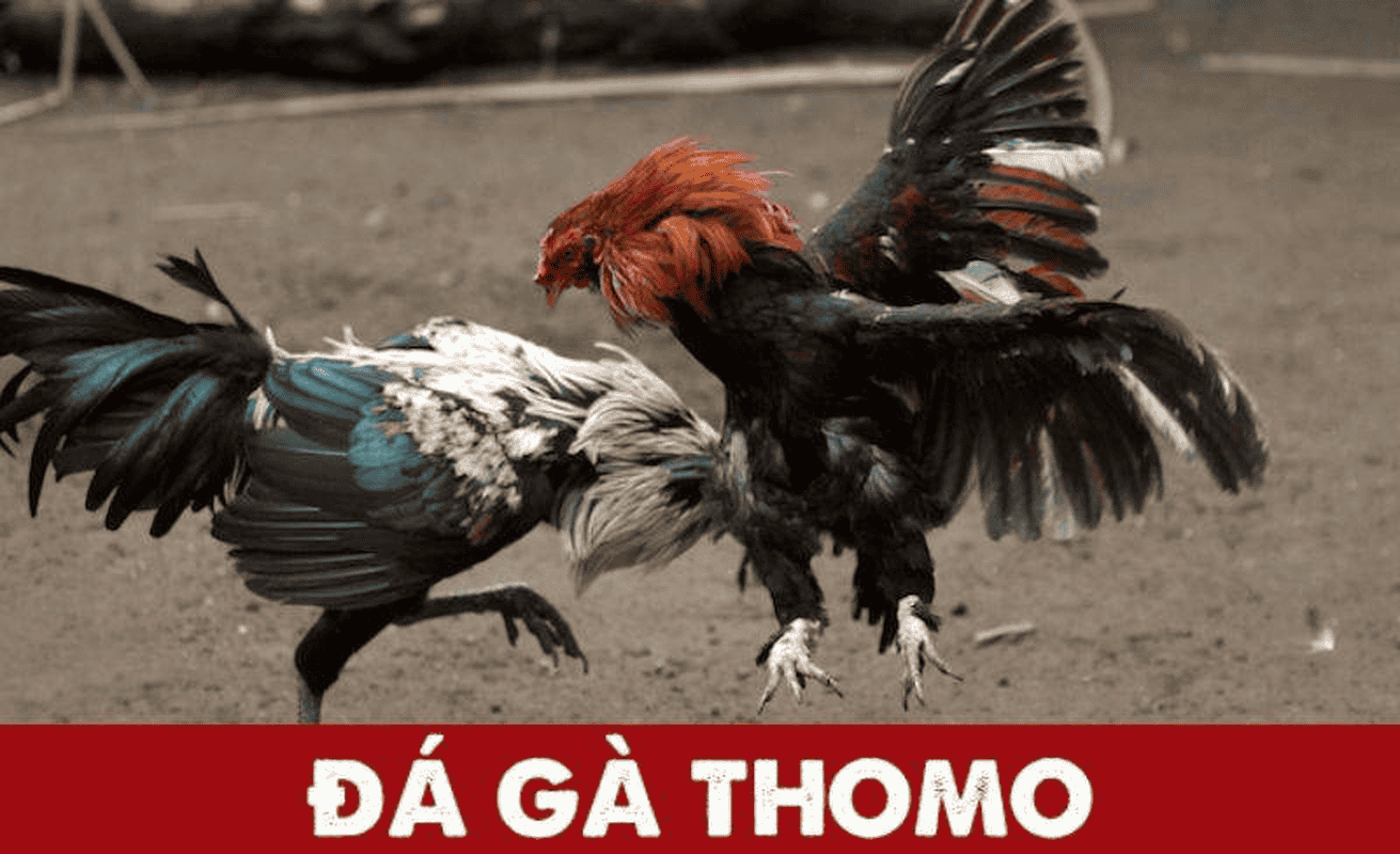 HƯỚNG DẪN ĐĂNG KÝ TÀI KHOẢN TẠI BỒ GÀ TONHON ĐƠN GIẢN, NHANH CHÓNG