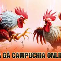 Lịch Trực Tiếp Đá Gà Thomo Hôm Nay – Cập Nhật Nhanh Và Chính Xác Nhất